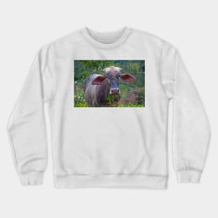 Costa Rica.  Portrait of some unknown cow. Crewneck Sweatshirt